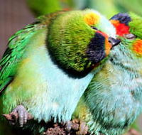 Rainbow Jungle - The Australian Parrot Breeding Centre - Accommodation Mount Tamborine