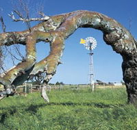 Greenough Leaning Trees - Accommodation Mount Tamborine