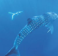 Ningaloo Marine Park - Accommodation Mount Tamborine