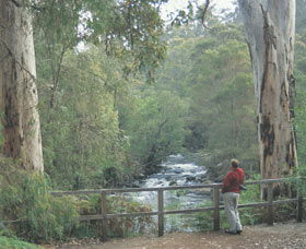 Cascades - Accommodation Mount Tamborine 0
