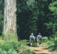 Gloucester Tree - Accommodation Mount Tamborine