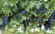 Capel Vale Wines - thumb 0