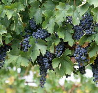 Capel Vale Wines - Accommodation Mount Tamborine