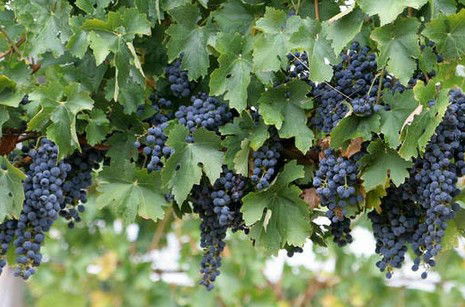 Capel Vale Wines - Accommodation Mount Tamborine 0