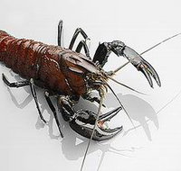 Andermel Marron - Accommodation Mount Tamborine