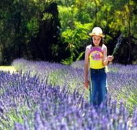 Brayfield Park Lavender Farm - Accommodation Mount Tamborine