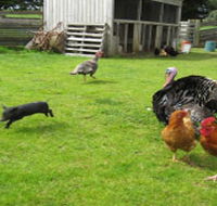 Echo Farm - Accommodation Mount Tamborine
