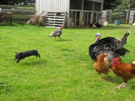 Echo Farm - Accommodation Mount Tamborine 0