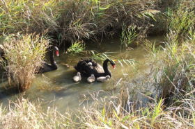 Riverside TAS Accommodation Mount Tamborine