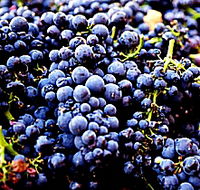 Laurel Bank Vineyard - Accommodation Mount Tamborine