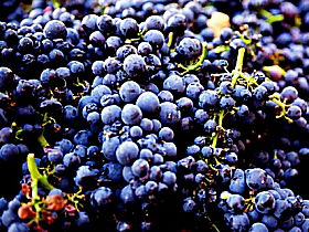 Laurel Bank Vineyard - Accommodation Mount Tamborine 0