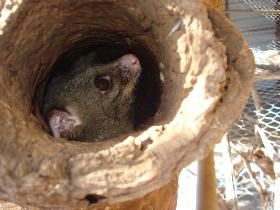Mulga Sanctuary And Wildlife Park - Accommodation Mount Tamborine 0