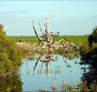 Bool Lagoon Game Reserve and Hacks Lagoon Conservation Park - Accommodation Mount Tamborine