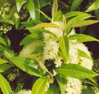 Tumbeela Native Bushfoods - Accommodation Mount Tamborine