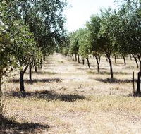 Talinga Grove Olive Oils - Accommodation Mount Tamborine