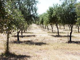 Talinga Grove Olive Oils - Accommodation Mount Tamborine 0
