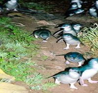 Penneshaw Penguin Centre - Accommodation Mount Tamborine