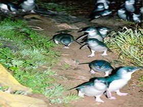 Penneshaw Penguin Centre - Accommodation Mount Tamborine 0
