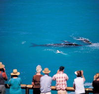 Whale Watching At Head Of Bight - Accommodation Mount Tamborine