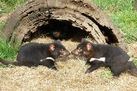 Wing's Wildlife Park - Accommodation Mount Tamborine 0