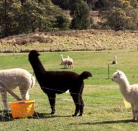 Maydena Country Cabins Accommodation  Alpaca Stud - Accommodation Mount Tamborine