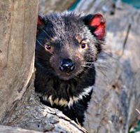 Trowunna Wildlife Sanctuary - Accommodation Mount Tamborine