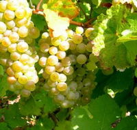 Winstead Vineyard - Accommodation Mount Tamborine