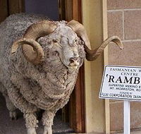 Tasmanian Wool Centre - Accommodation Mount Tamborine