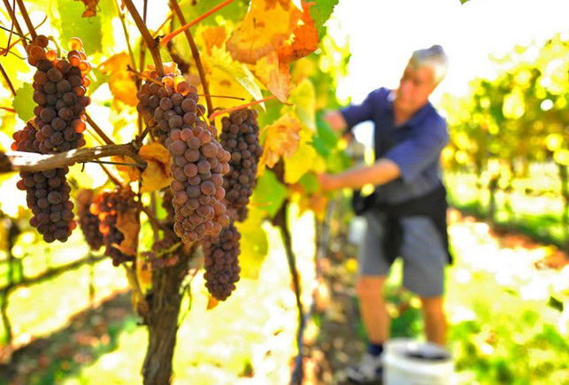 Mt Direction TAS Accommodation Mount Tamborine