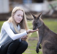 Bonorong Wildlife Sanctuary - Accommodation Mount Tamborine