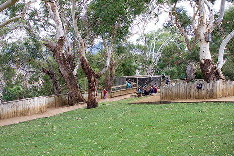 Bonorong Wildlife Sanctuary - Accommodation Mount Tamborine 2