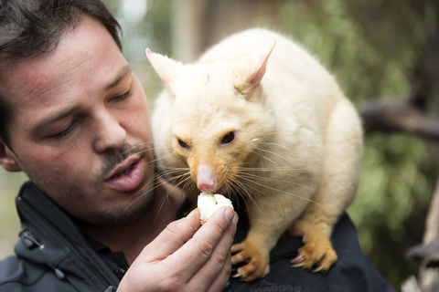 Bonorong Wildlife Sanctuary - Accommodation Mount Tamborine 4