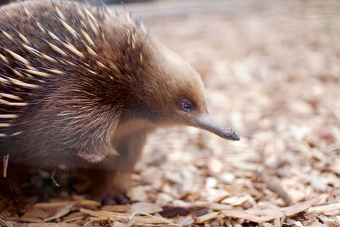 Bonorong Wildlife Sanctuary - Accommodation Mount Tamborine 5