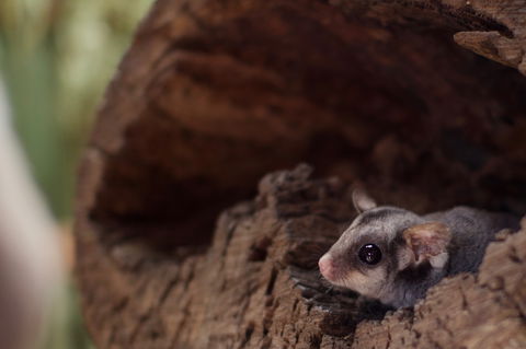 Bonorong Wildlife Sanctuary - Accommodation Mount Tamborine 6