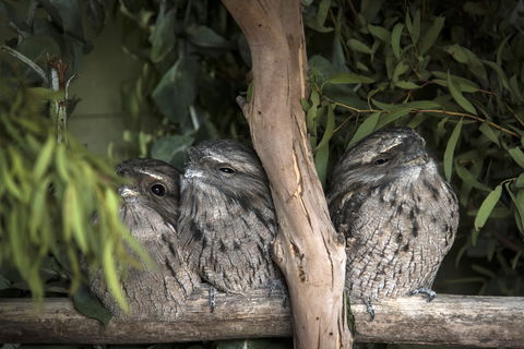 Bonorong Wildlife Sanctuary - Accommodation Mount Tamborine 8