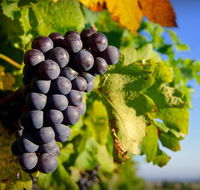 Panorama Vineyard - Accommodation Mount Tamborine