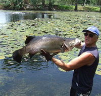 Barra Feeding - Accommodation Mount Tamborine