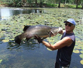 Barra Feeding - Accommodation Mount Tamborine 0