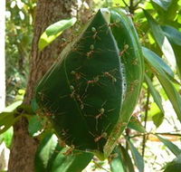 Greenant Creek Walk - Accommodation Mount Tamborine