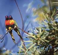 Wangi Falls Walk - Accommodation Mount Tamborine