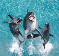 Sea World - Accommodation Mount Tamborine