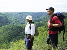 Sunshine Coast Hinterland Great! Walk - Accommodation Mount Tamborine 0