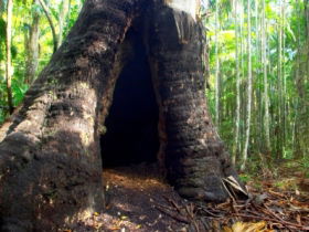 Tewantin National Park - Accommodation Mount Tamborine 0