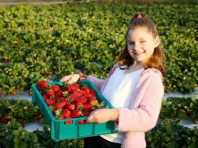 Strawberry Fields - Accommodation Mount Tamborine 0