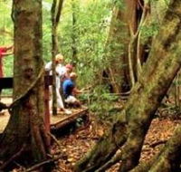 Mary Cairncross Scenic Reserve - Accommodation Mount Tamborine