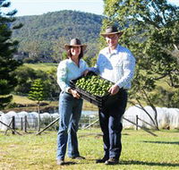 Hinterland Feijoas - Accommodation Mount Tamborine