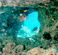 Michaelmas Cay Dive Site - Accommodation Mount Tamborine