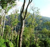 Smiths Track Barron Gorge National Park - Accommodation Mount Tamborine