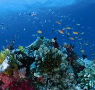 Steve's Bommie Dive Site - Accommodation Mount Tamborine