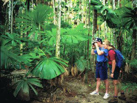 Mount Sorrow Ridge Trail, Daintree National Park - Accommodation Mount Tamborine 0